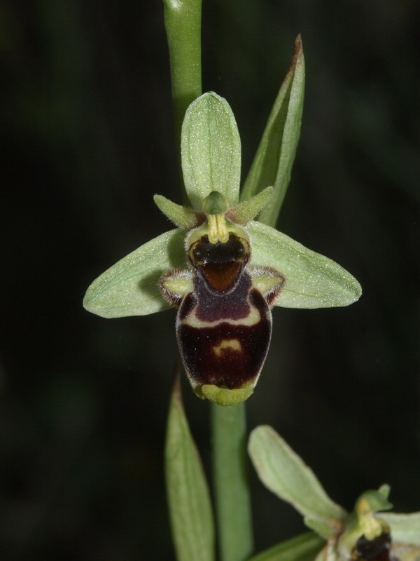 Ophrys conradiae - (1 parte)